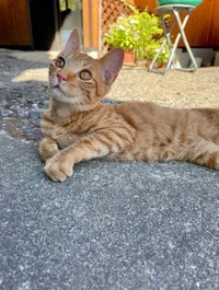 こんな顔で見つめられたら放っておけない