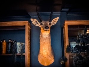 「エゴ」「ソクバクだ」と不仲な二人は乱闘し、剥製の前で睦み合った