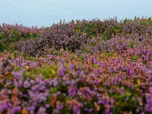 SNSvs心の平和。私はどんなときでも、自分の心の平和を優先する