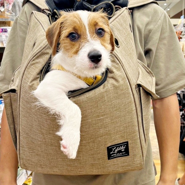 リュックに入って買い物中！ 片腕を出したスタイルがぱやちゃん流です（画像提供：ぱやりんこさん）