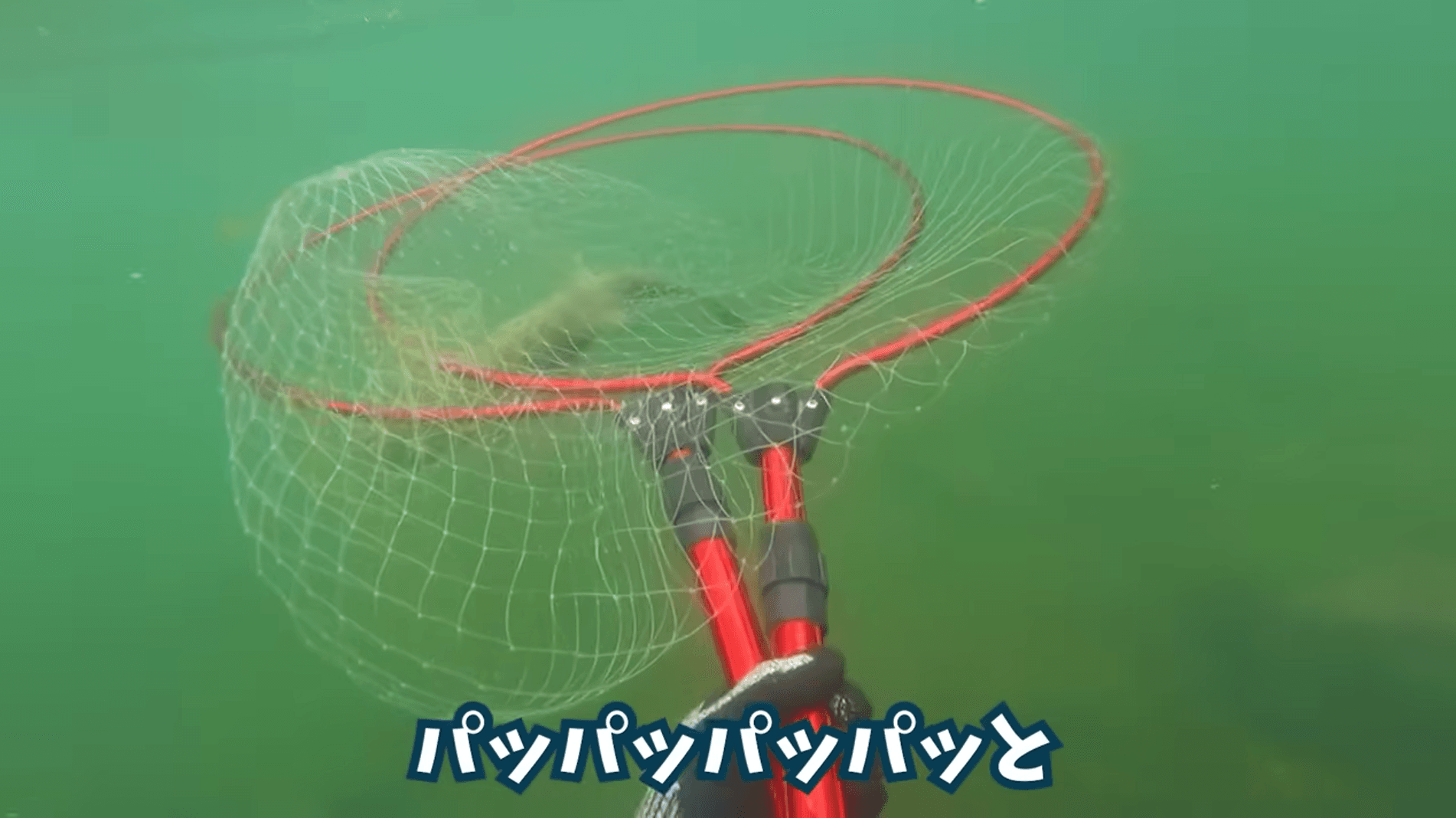 タモを使ってほんの数分で4匹捕獲