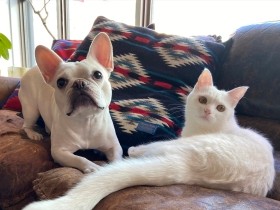 看板犬と看板猫がいる美容室　２匹は大の仲良し、お店で一緒にプロレスごっこも