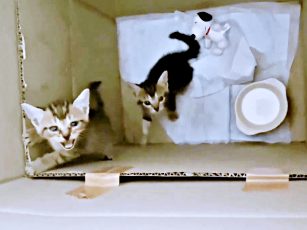 保護後、段ボール箱から出ようとする（左）シンバくん、（右）ナラちゃん（画像提供：シンバとナラさん）