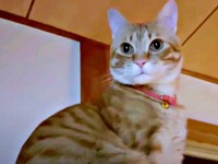 生後11カ月。凛々しい顔つきが素敵なミックくん（画像提供：ミックという猫さん）