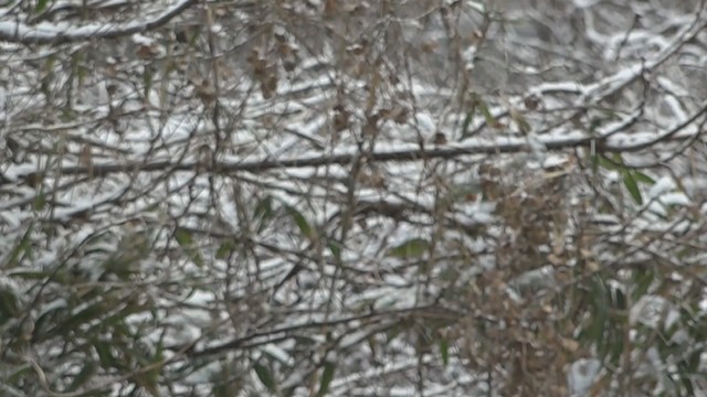 四国地方　23日から24日にかけ大雪の予想　積雪や路面凍結に注意