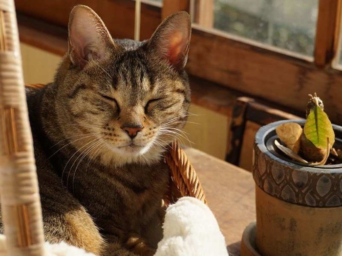 ほっこり日向ぼっこ