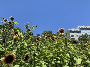 サンフランシスコで広がるニューノーマル　家庭菜園ブームと地域農園