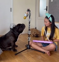 鍵盤ハーモニカに合わせて合唱…！？（提供：＠americanbully_atom0106さん）
