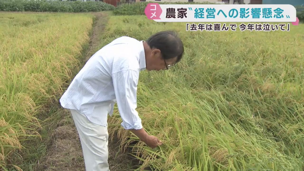 宮城県産米の概算金が大幅下落　農家は経営への影響を懸念