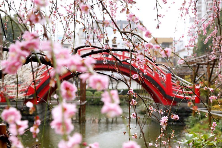 2026年最新】関東1都4県の梅の名所おすすめ15選 早春を彩る梅林と香り