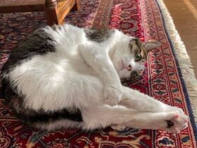 2022あんよが美しすぎるで賞　キジ柄猫の「ゴヤール」