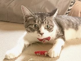 実家のわんぱく猫が赤ちゃんとご対面　網でガードしてみたら…