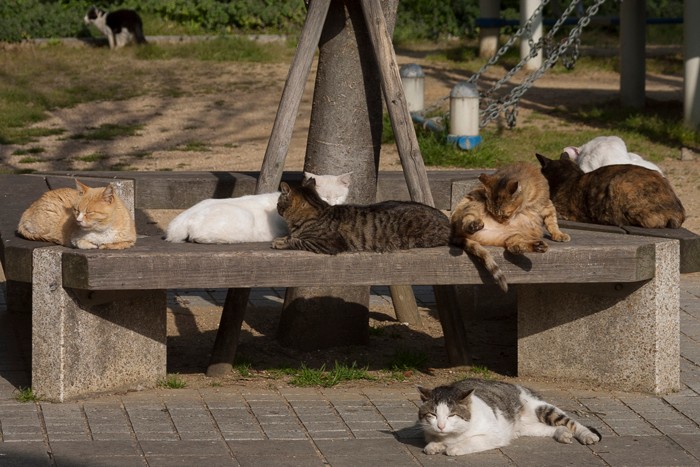ベンチを占領？気持ち良さそう「のらのいる風景」（撮影　佐々木まこと）　