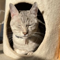 うつらうつらうたた寝する幸せ