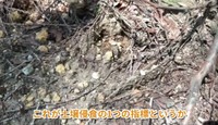 石の下の土だけ雨に浸食されていない状態で、ハンターの間では「土人形」と呼ばれている。これが土壌侵食の指標になる／茸本朗さん（@hunter.takemoto）提供