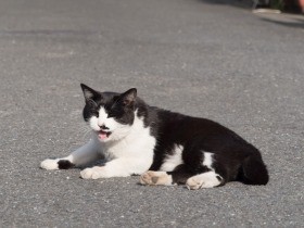 ハチワレ猫を本当に飼う？　迷う時間はもう残されていなかった（６）