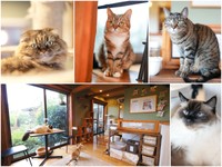 マンチカンの「笑（わら）」（左上）、スコティッシュフォールドの「きなこ」（中上）、キジトラの「あんず」（右上）、ラグドールの「ゆふ」（右下）、猫カフェ内の様子（左下）