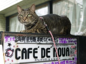 マスターの相棒は猫のマックス　毎夜散歩、富士登山にも同行
