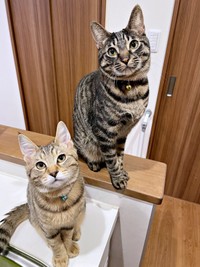 名コンビはお顔が似てきた！？ （左から）弟猫・こまちゃん、るなちゃん（画像提供：むぎさん）