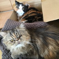 先住猫のソラちゃんとロコちゃんは、ほど良い距離のお付き合い