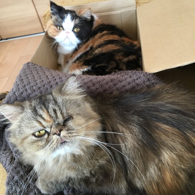 先住猫のソラちゃんとロコちゃんは、ほど良い距離のお付き合い