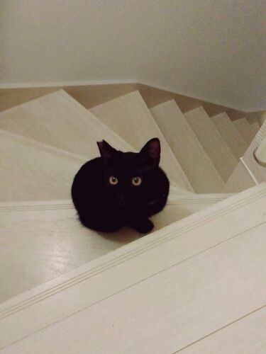 1階から3階まで階段を上ったり下りたり。「よい運動だにゃ」（Aさん提供）