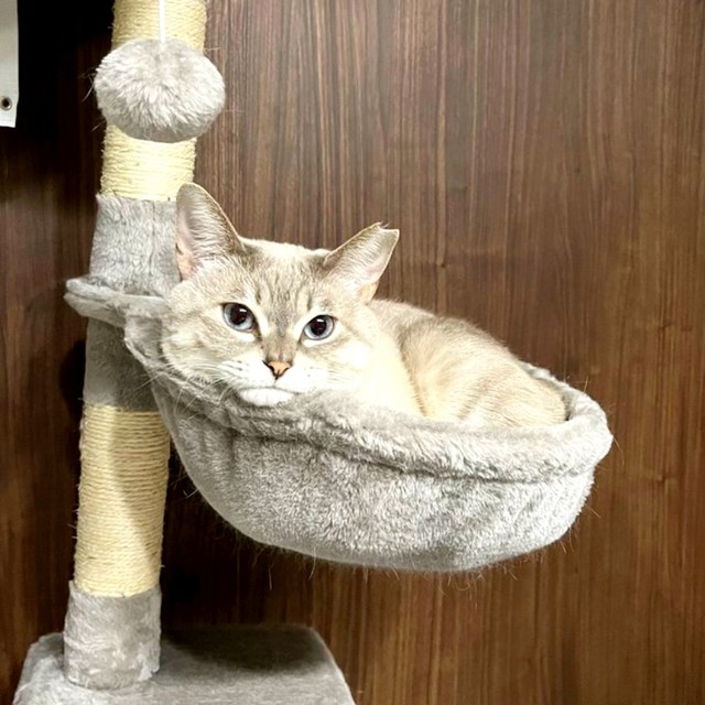 ハンモックの中におさまってくつろぐうるりちゃん（画像提供：うるりちゃん）