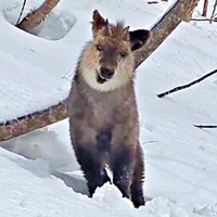 「やんのかー？」  ユニークな表情と仕草が人気を集めたカモシカ（画像提供：少年さん）