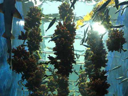 三陸の海を再現した巨大な水槽　地域との絆も感じた水族館