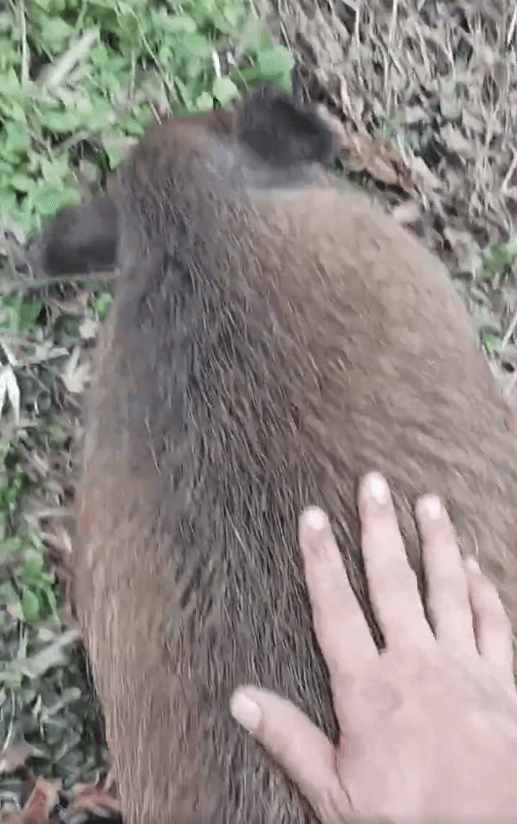 もう抱っこはできません