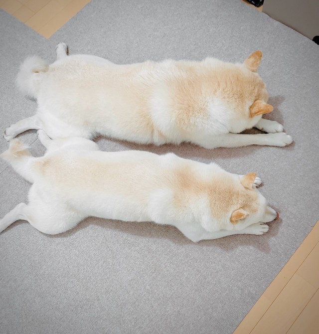 あみちゃんは「お兄ちゃん」であるふくくんの真似ばかりするのだそう（画像提供：ふく あみ ニャーさん）