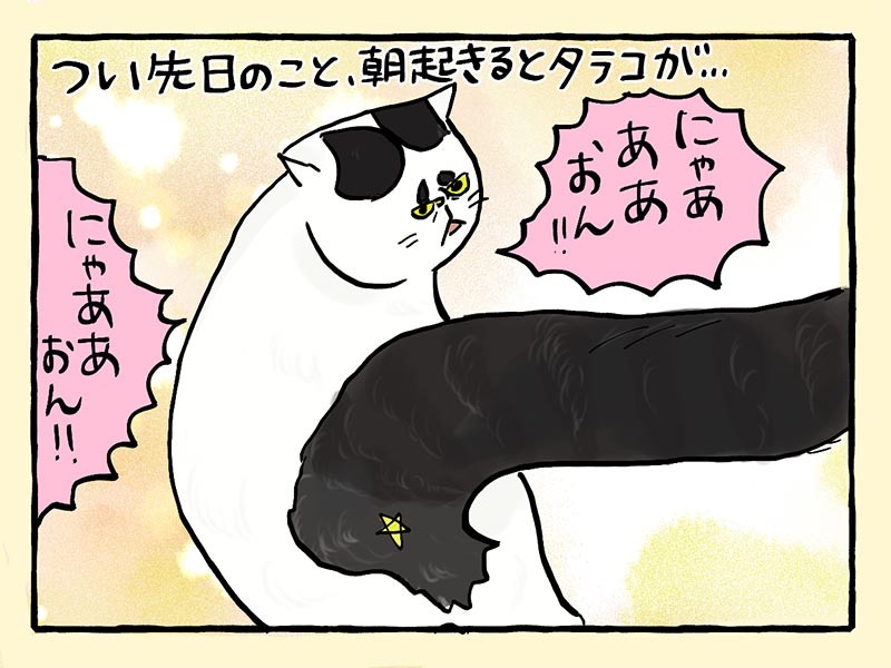 猫 発情 期 いつ