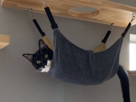 なるべく多くの居場所を　「猫と建築社」に聞く、猫にとって居心地のよい空間とは？