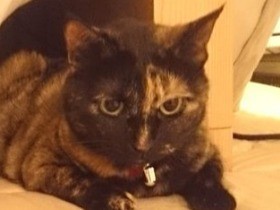 育ってきた環境が違うから～？　猫にも性格の違い