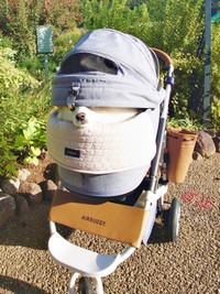 バギーから片目と鼻先を見せながら様子をうかがう楽くん（画像提供：くーさんママさん）