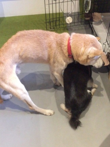 うえしたくんの下を歩くチョコ