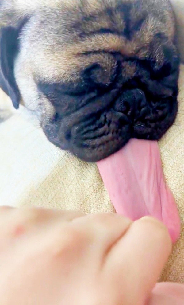 りりちゃんの想像をはるかに上回る舌の長さが話題に。（画像提供：れれさん）