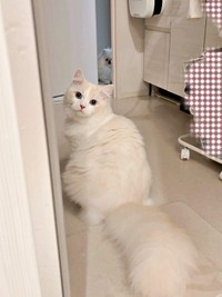 お風呂の出待ちをするだいふくくん。その先にはゆきみちゃんの姿も（画像提供：ゆきみとだいふくさん）