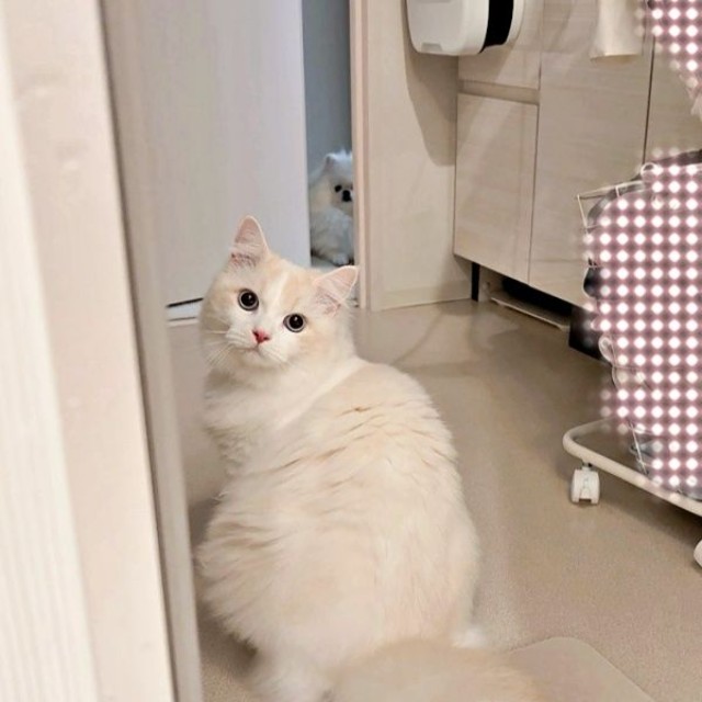 お風呂の出待ちをするだいふくくん。その先にはゆきみちゃんの姿も（画像提供：ゆきみとだいふくさん）