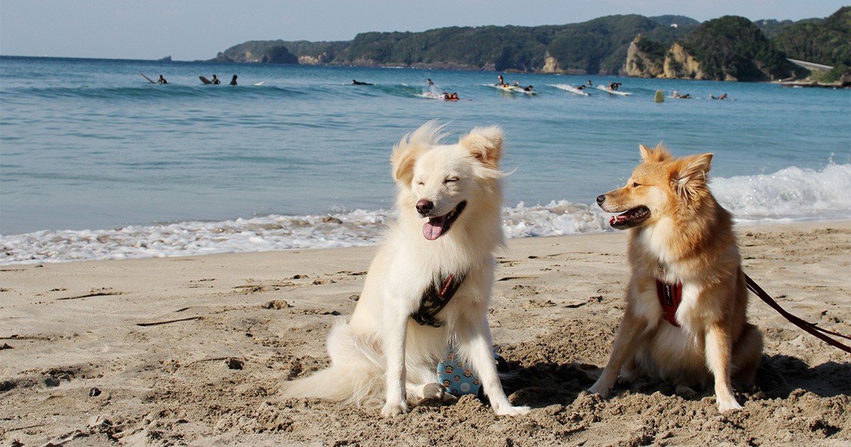 愛情をそそぐと犬の顔が変わる イヌはヒトに共感する能力を持っている Sippo シッポ