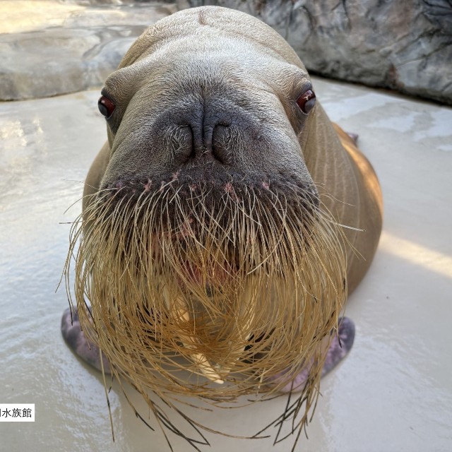 セイウチ「ツララ」ちゃん　