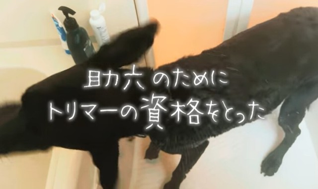 自分の手で体を洗い、ケアしてあげたいとトリマーの資格も取得／ぬわんこ助六チャンネルさん提供