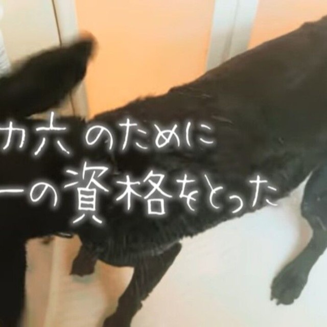 自分の手で体を洗い、ケアしてあげたいとトリマーの資格も取得／ぬわんこ助六チャンネルさん提供