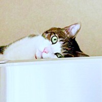 寝方に仰天！ パチッと目覚めた瞬間のふくくん（画像提供：とこもさん）