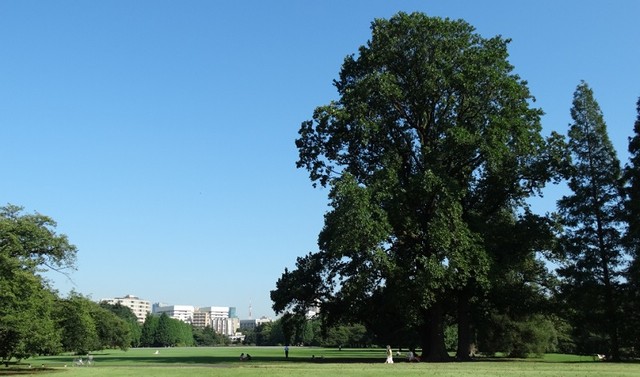 新宿御苑／東京（出典：新宿御苑公式サイト https://fng.or.jp/shinjuku/）