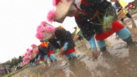 岡山後楽園で「お田植え祭」　岡山市