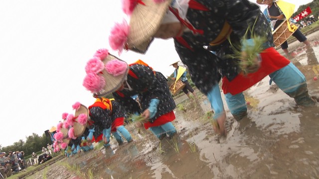 岡山後楽園で「お田植え祭」　岡山市