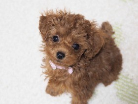 明るくやんちゃで楽しい日々！　トイプーの「ぱるふぇ」