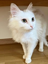 真っ白な被毛が美しいあめくん（画像提供：naoさん）