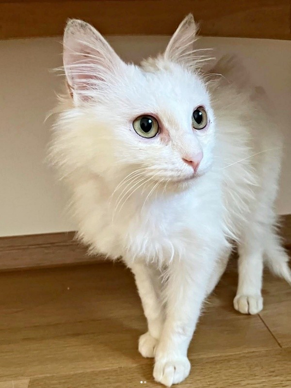 真っ白な被毛が美しいあめくん（画像提供：naoさん）